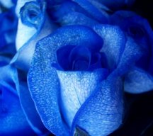 Blue rose