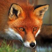 Nguyễn Khắc Nghĩa