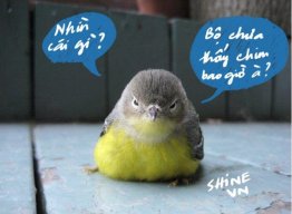 nguyenngochao_kts